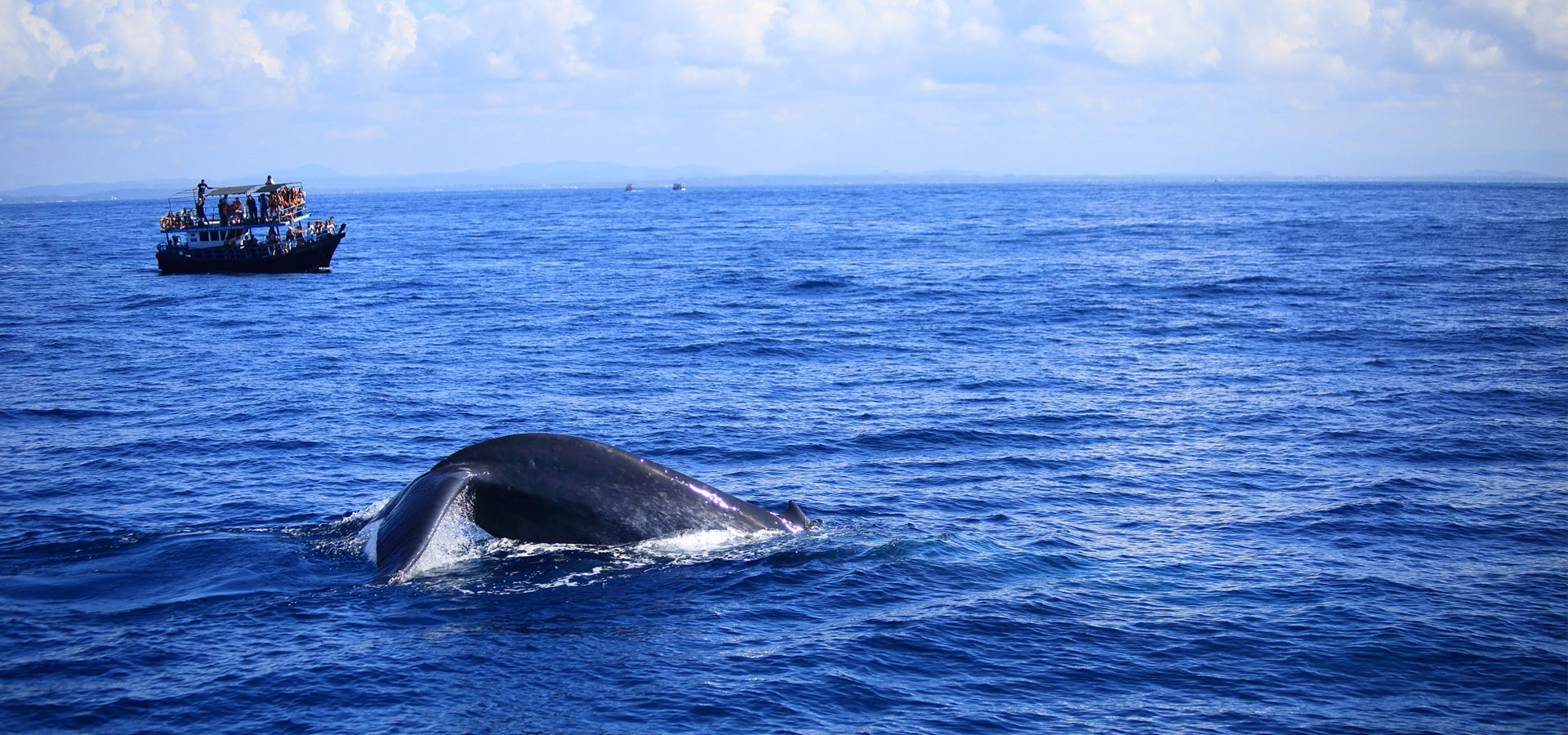 Blue whale watching, Sri Lanka