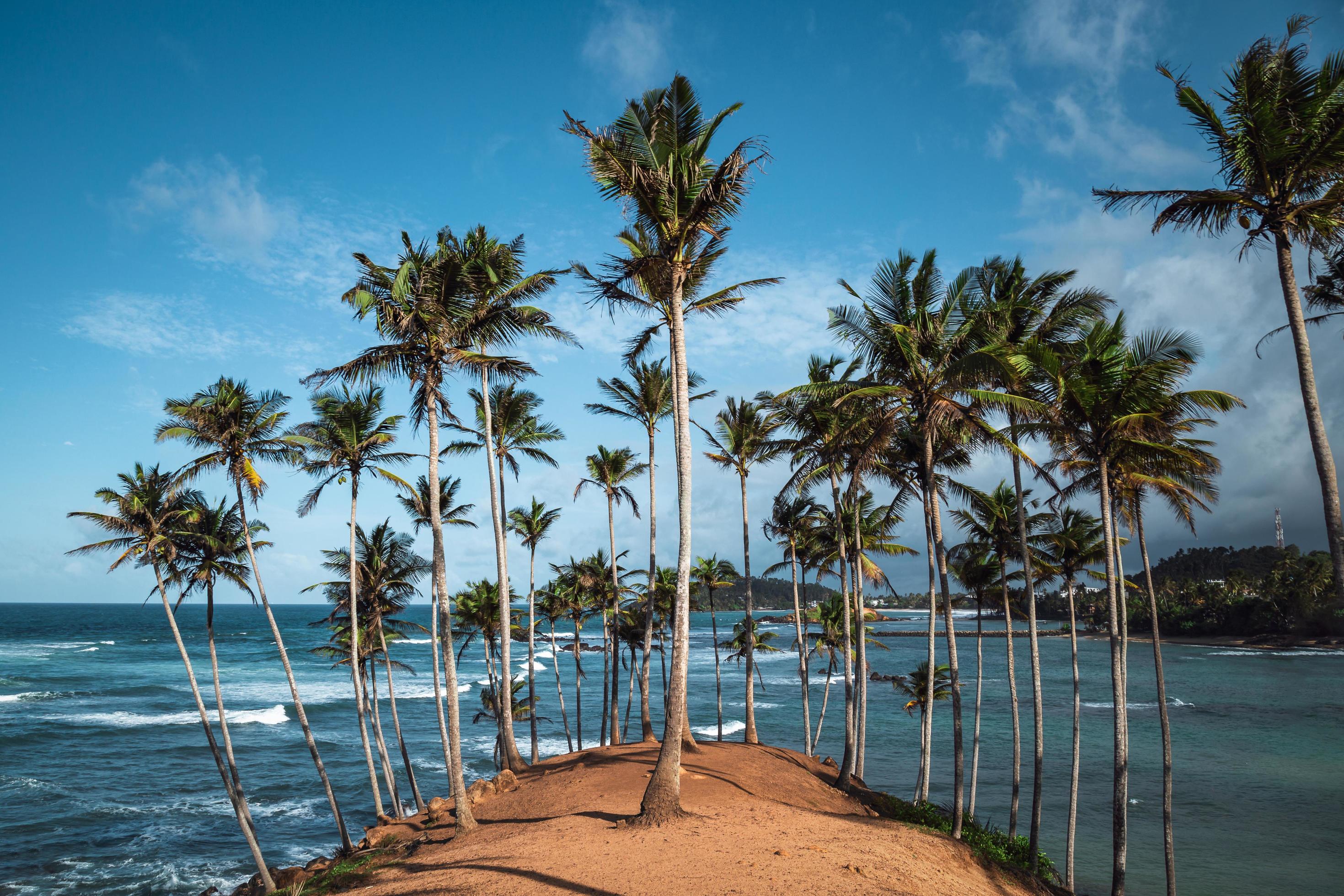 Coconut Tree Hill, Mirissa