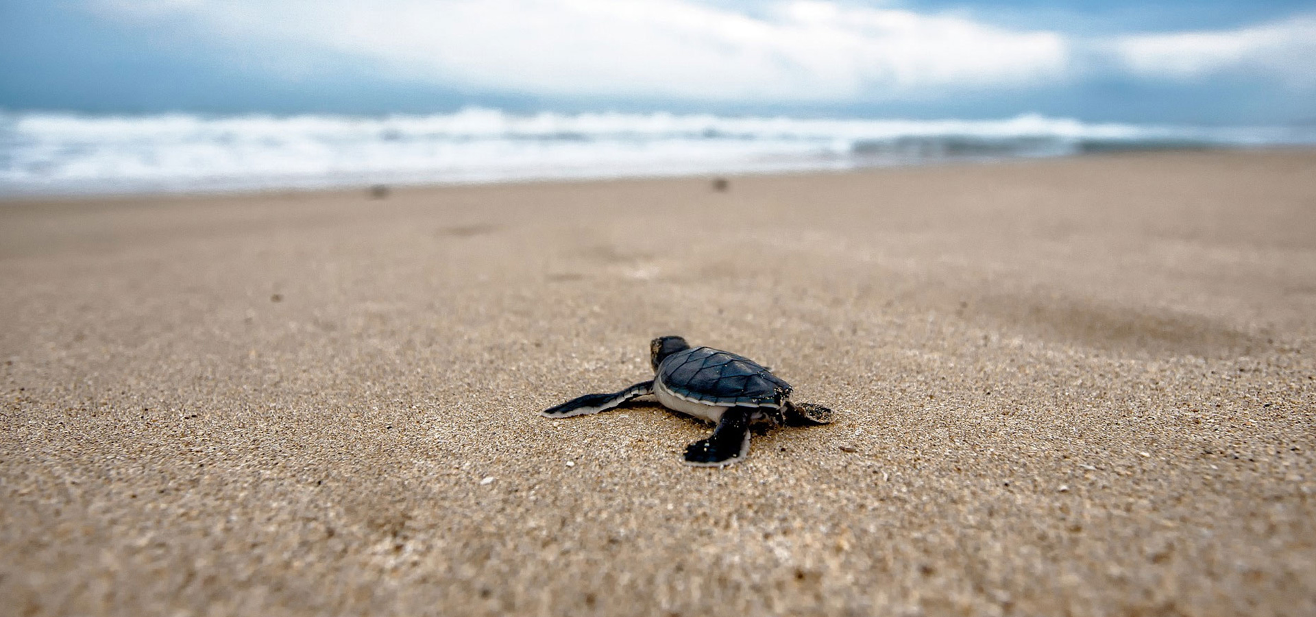 Rekawa turtle beach