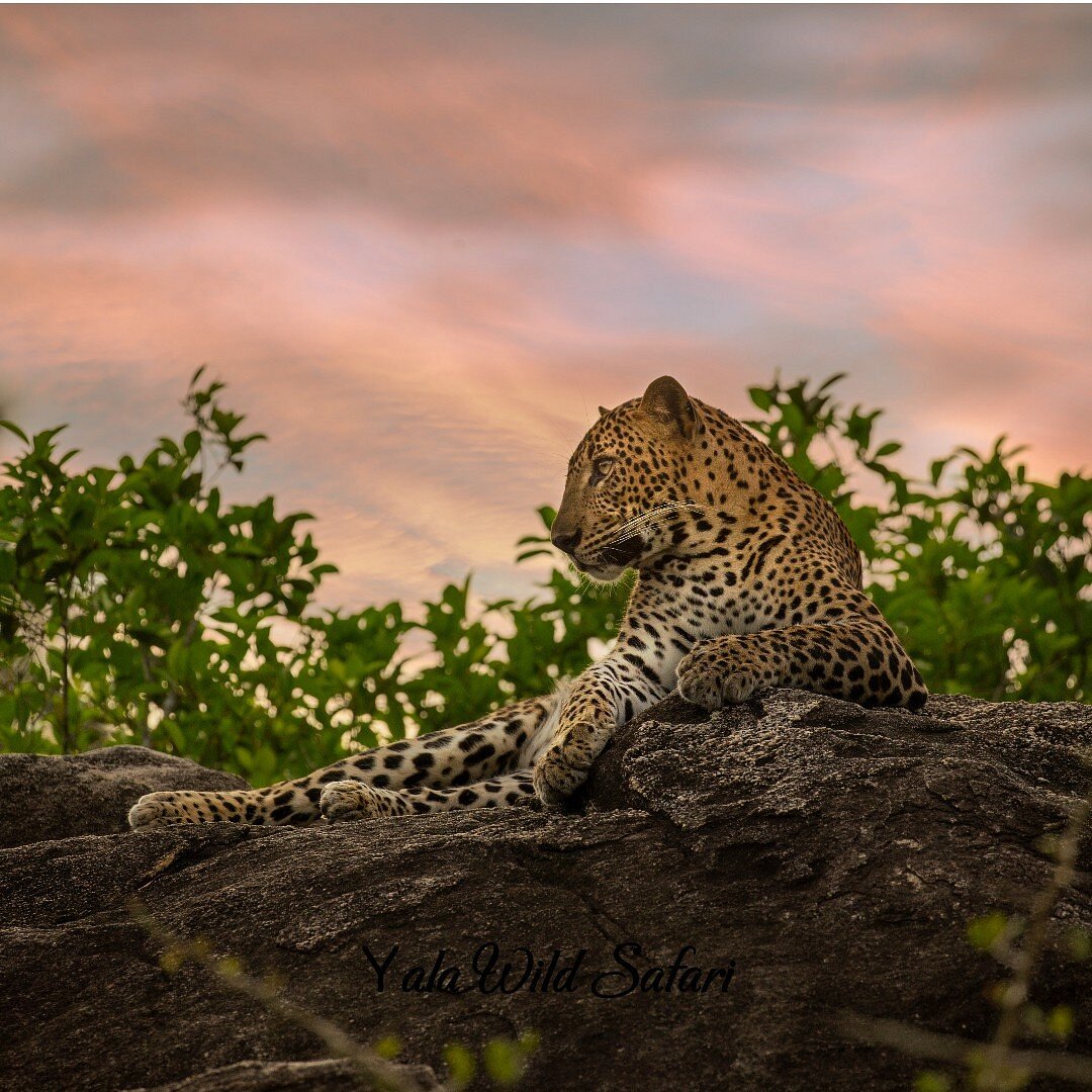 Wildlife