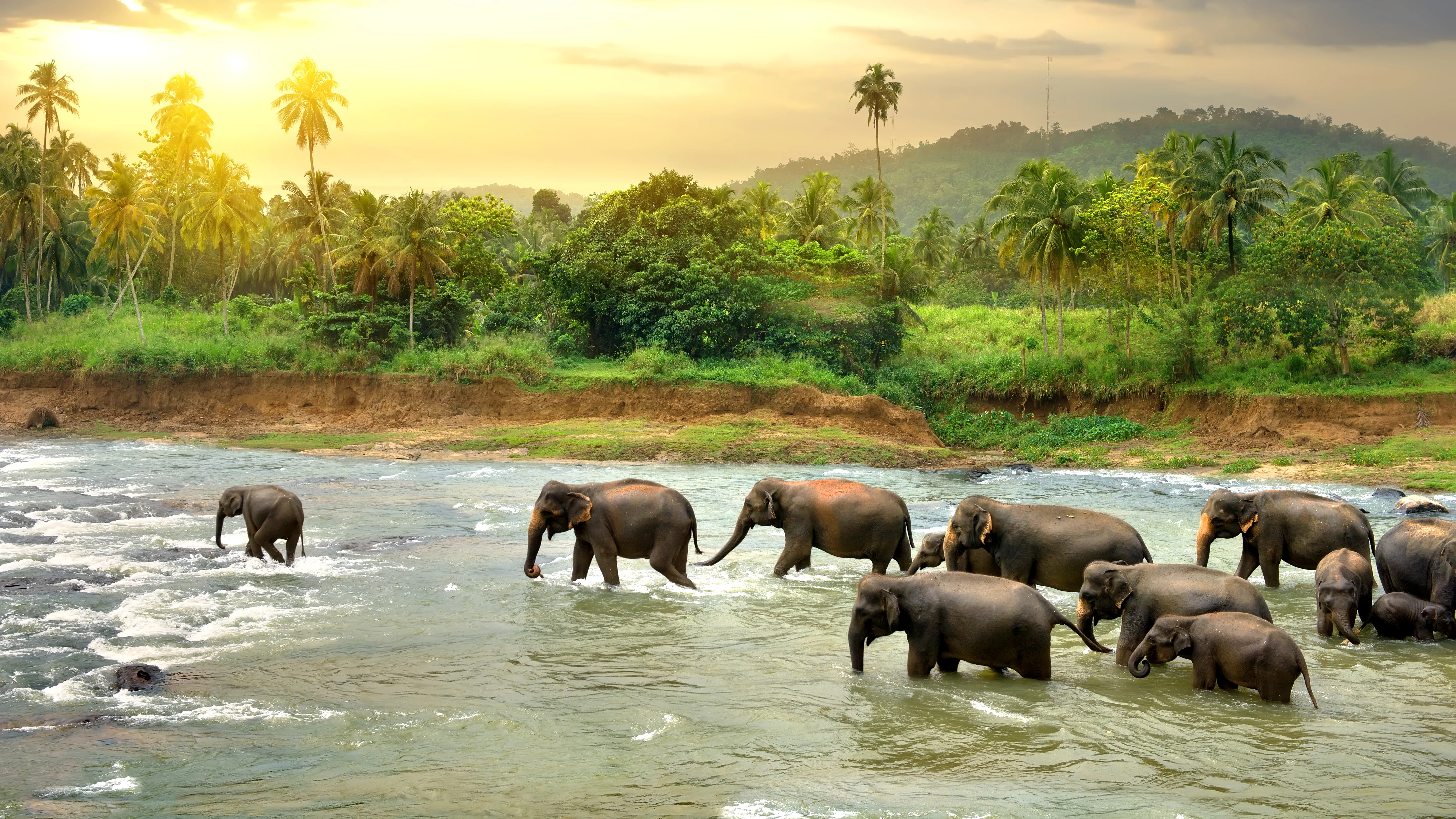 Wildlife