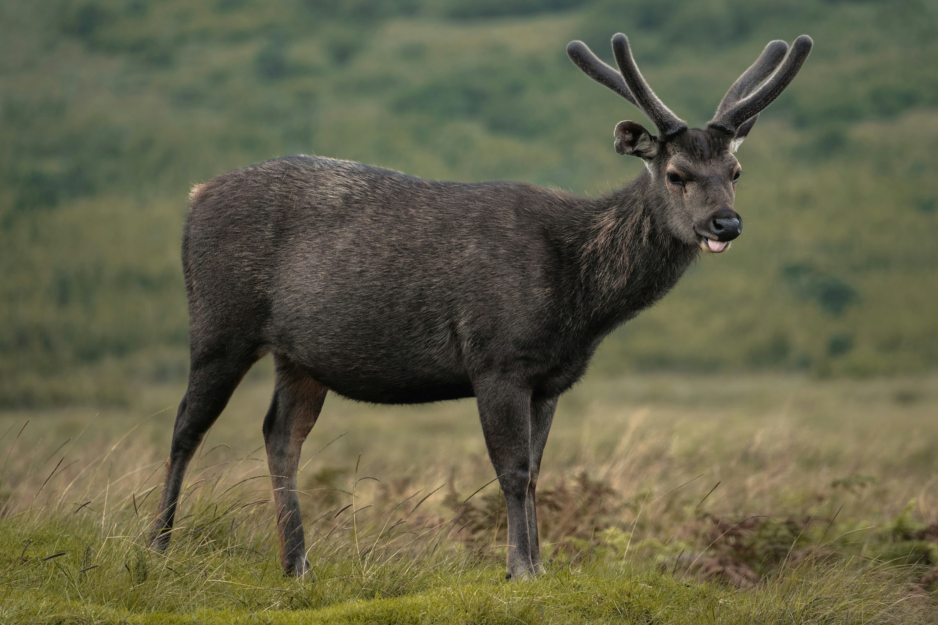 Horton Plains & World's End