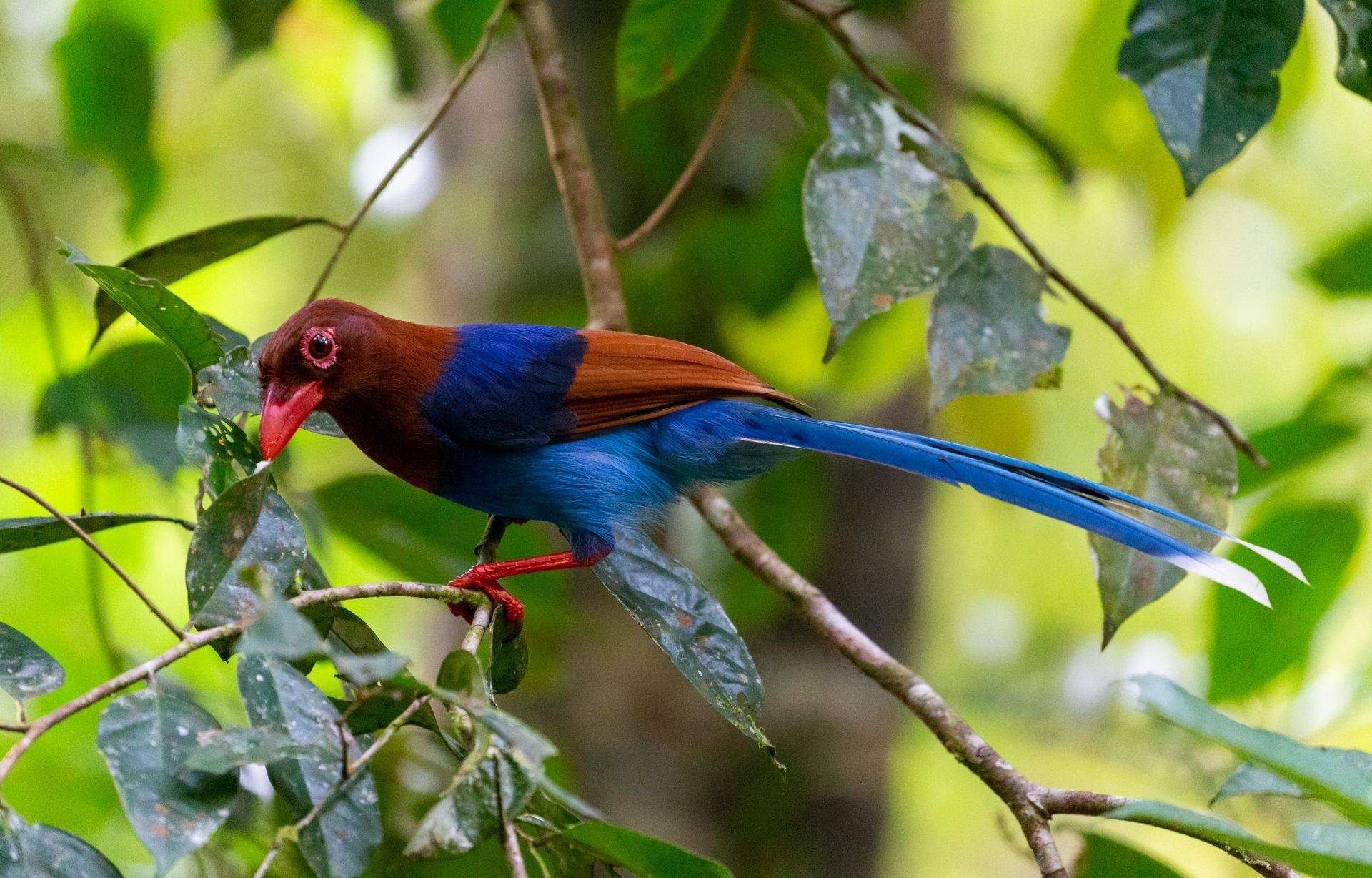 Sri Lanka blue magpie, Sinharaja