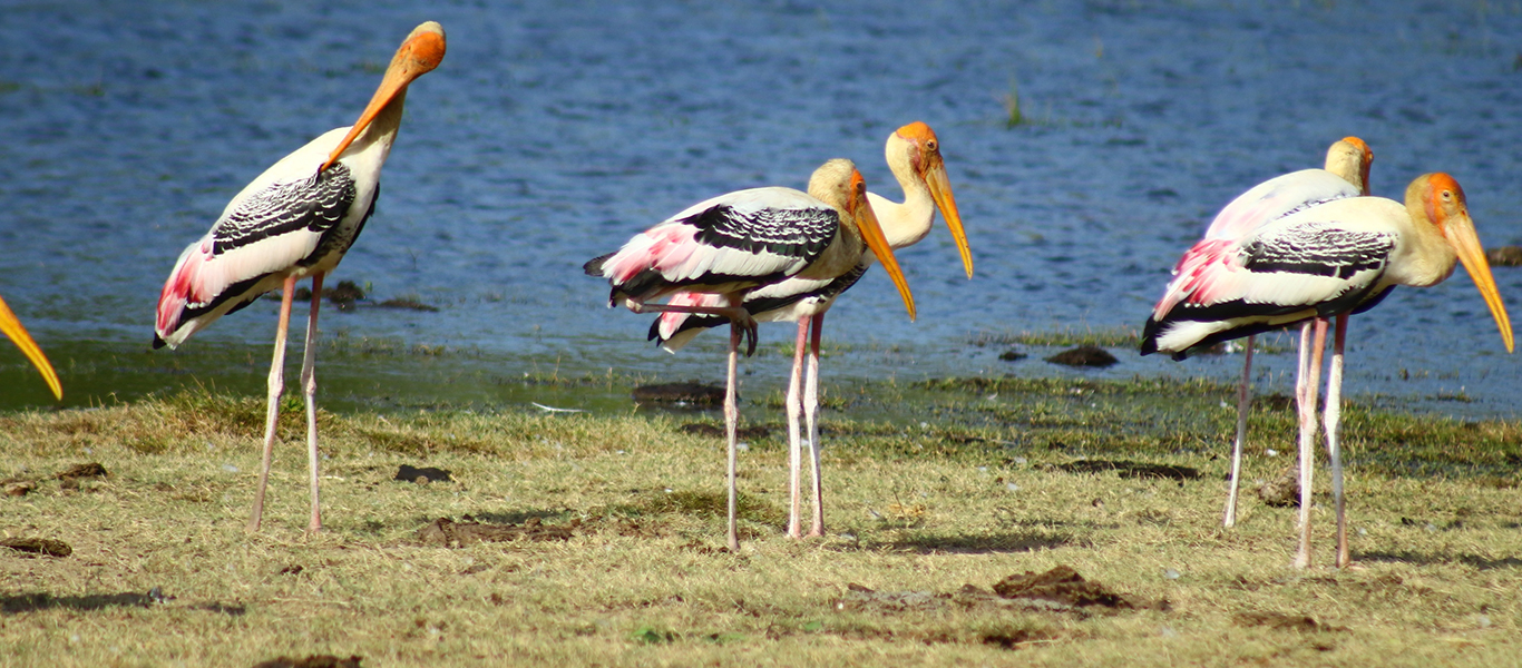 Kumana Bird Sanctuary