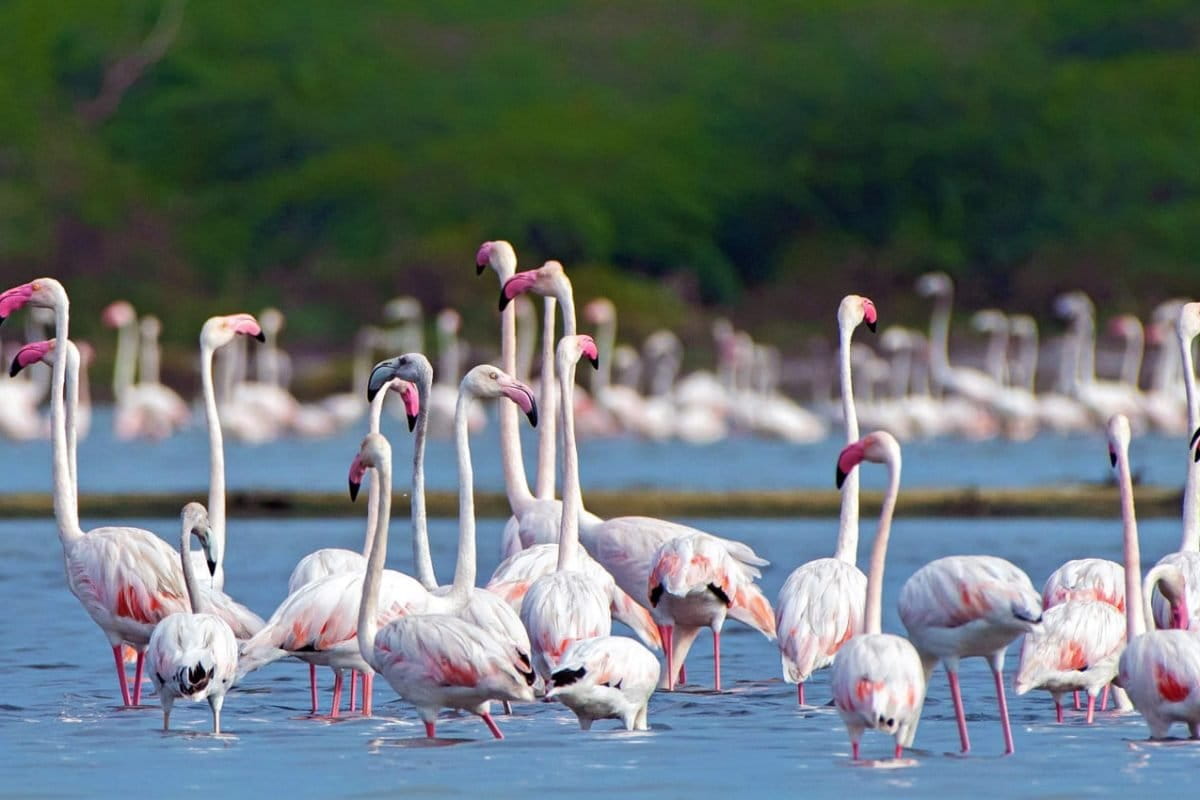Flamingos, Bundala