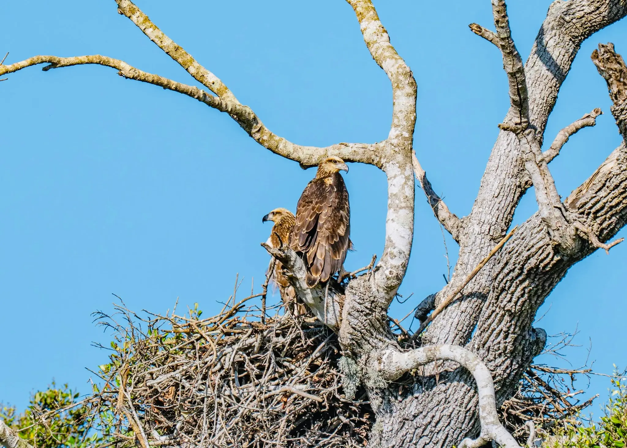 Painted storks nesting, Kumana
