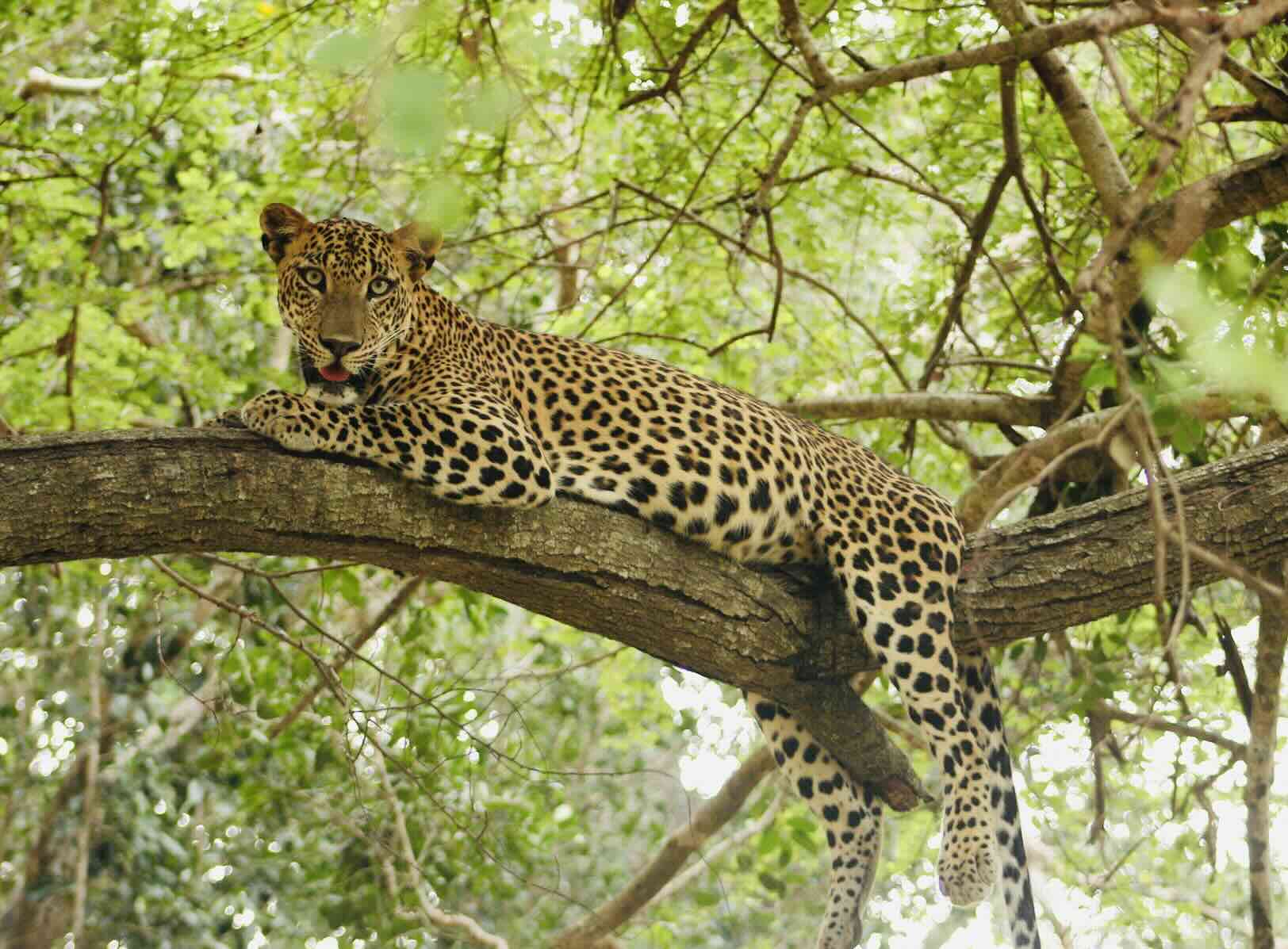 Wilpattu National Park