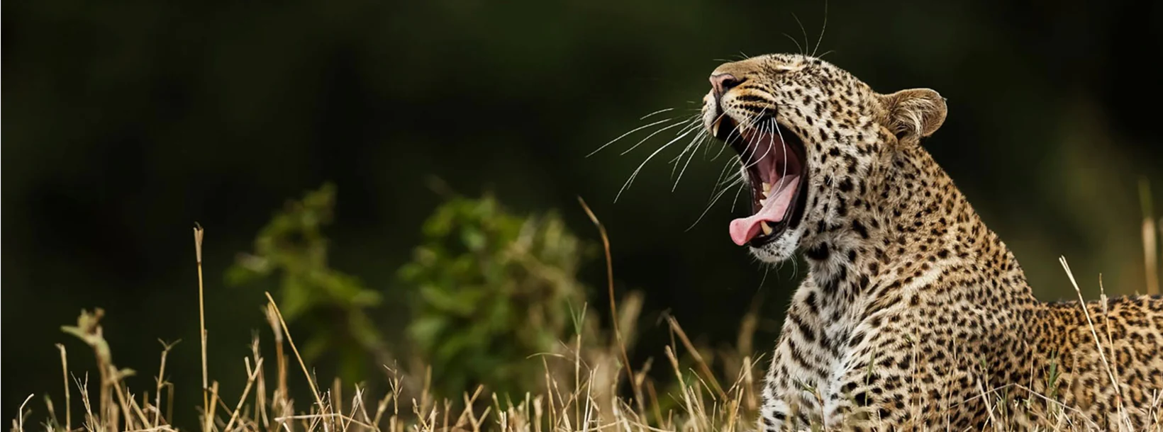 Yala National Park
